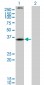 CNR2 Antibody (monoclonal) (M01)