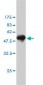 COASY Antibody (monoclonal) (M01)