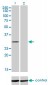 COASY Antibody (monoclonal) (M01)