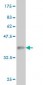 COIL Antibody (monoclonal) (M05A)