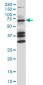 COIL Antibody (monoclonal) (M05A)