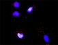 COL4A6 Antibody (monoclonal) (M01)