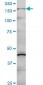 COL5A1 Antibody (monoclonal) (M01)