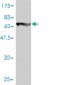 COL6A2 Antibody (monoclonal) (M01)