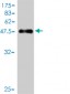 COMMD7 Antibody (monoclonal) (M01)