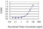 COMT Antibody (monoclonal) (M01)