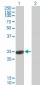 COMT Antibody (monoclonal) (M01)