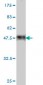 COPl Antibody (monoclonal) (M01)