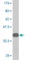 COPS2 Antibody (monoclonal) (M02)