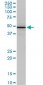 COPS2 Antibody (monoclonal) (M02)