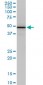 COPS2 Antibody (monoclonal) (M02)