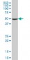 COPS2 Antibody (monoclonal) (M02)