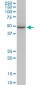 COPS2 Antibody (monoclonal) (M02)