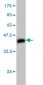 COPS3 Antibody (monoclonal) (M02)