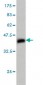 COPS3 Antibody (monoclonal) (M02)