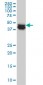 COPS3 Antibody (monoclonal) (M02)