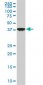 COPS3 Antibody (monoclonal) (M02)