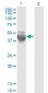 COPS3 Antibody (monoclonal) (M02)