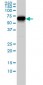 CORO1B Antibody (monoclonal) (M01)