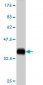 COX17 Antibody (monoclonal) (M01)