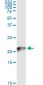 COX4I2 Antibody (monoclonal) (M01)
