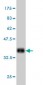 COX4I2 Antibody (monoclonal) (M01)