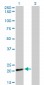 COX4I2 Antibody (monoclonal) (M01)