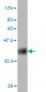 COX6B1 Antibody (monoclonal) (M01)