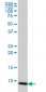 COX6B1 Antibody (monoclonal) (M01)