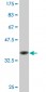 COX6B1 Antibody (monoclonal) (M02)