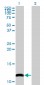 COX6B1 Antibody (monoclonal) (M02)