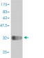COX6C Antibody (monoclonal) (M01)