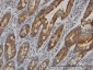 COX6C Antibody (monoclonal) (M03)