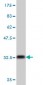 COX6C Antibody (monoclonal) (M03)
