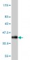 CPNE1 Antibody (monoclonal) (M01)