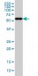 CPNE1 Antibody (monoclonal) (M01)