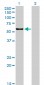 CPNE1 Antibody (monoclonal) (M01)