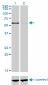 CPNE1 Antibody (monoclonal) (M01)