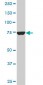 CPSF3 Antibody (monoclonal) (M01)