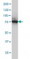 CPSF3 Antibody (monoclonal) (M01)
