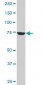 CPSF3 Antibody (monoclonal) (M01)