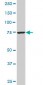 CPSF3 Antibody (monoclonal) (M01)