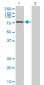 CPSF3 Antibody (monoclonal) (M01)