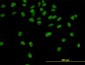 CPSF3 Antibody (monoclonal) (M01)