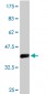CPSF3 Antibody (monoclonal) (M06)