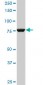 CPSF3 Antibody (monoclonal) (M06)