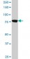 CPSF3 Antibody (monoclonal) (M06)