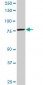 CPSF3 Antibody (monoclonal) (M06)