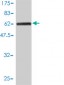 CPVL Antibody (monoclonal) (M01)