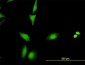 CRADD Antibody (monoclonal) (M01)